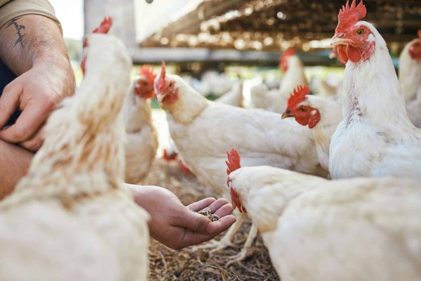 Innovations in Poultry Health: enhancing productivity and sustainability
